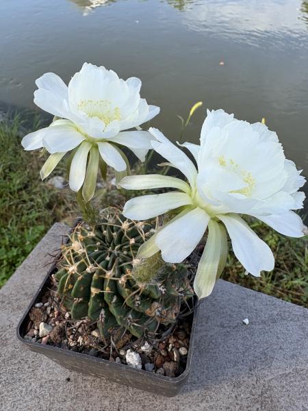 Echinopsis subdenudata